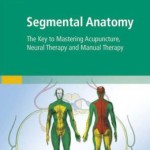 Segmental Anatomy